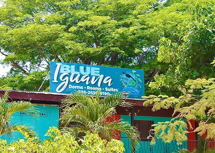 Blue Iguana Samara